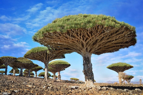 Dragonblood Trees, Yemen.jpg