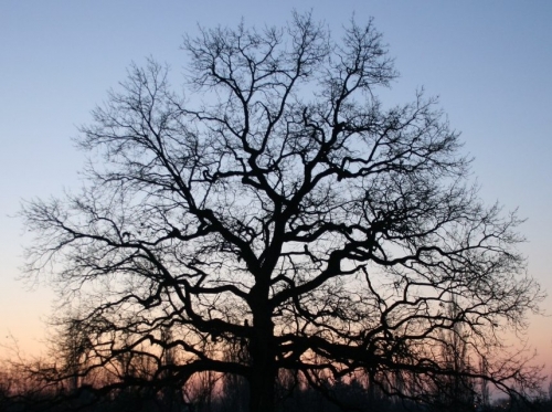 arbre en hiver.jpg