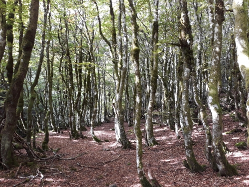 Cévennes 2025.jpg